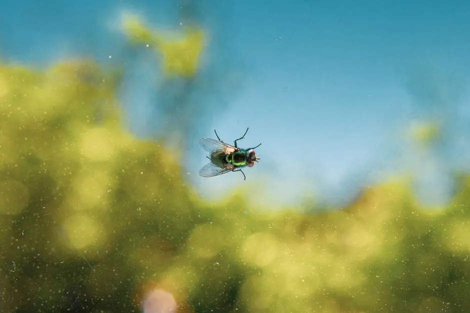 Macro shot of a green bottle fly standing on a window with a blurred natural background.